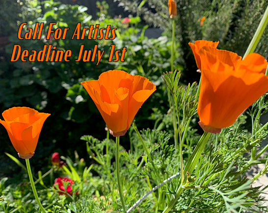 California poppies