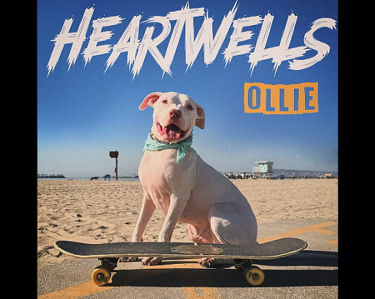 Ollie a Gorgeous white Pitt Bull blissfully sits on a skateboard at a SoCal Beach