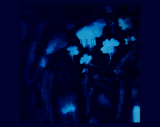 A black background with high contrast blue cyanotype flowers on Cover for the band Agnes Uncaged