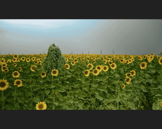 a field of sunflowers with blue hazy sky on the horizon