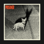 A black and white image of a white chihuahua staring straight ahead casting a long shado